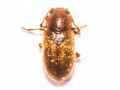 Micrambe ulicis